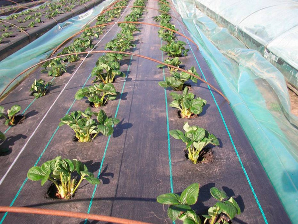 Ткань полипропиленовая